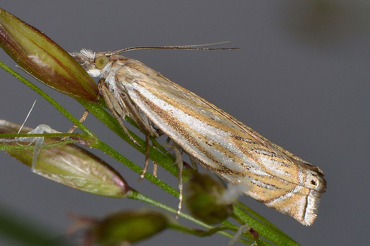 Crambidae n 2 - Crambus lathoniellus